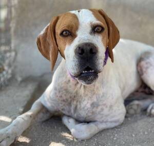 Adopter Ellie
