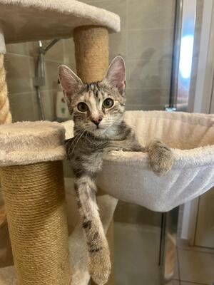 Adopter Mia