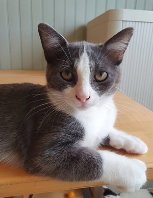 Adopter FRODON