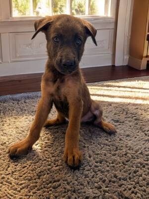 Adopter Poxy