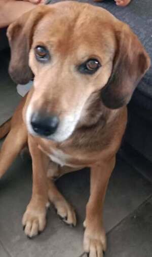 Adopter Bandi