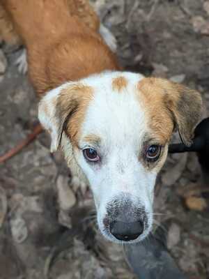 Adopter Brejo
