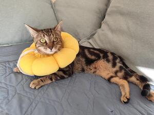 Adopter Isis