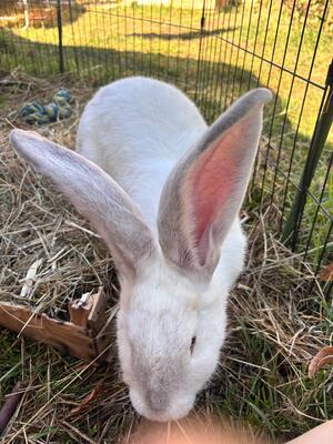 Adopter HOPPE