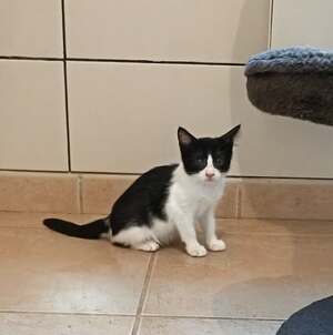 Adopter Belinda