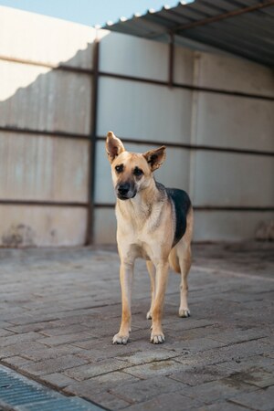 Adopter Vendie