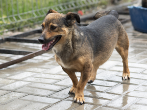 Adopter Topazia