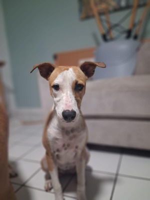 Adopter GYPSIE