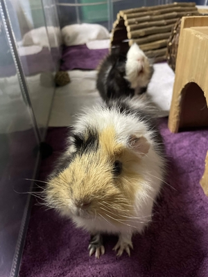 Adopter Willy & Wonka