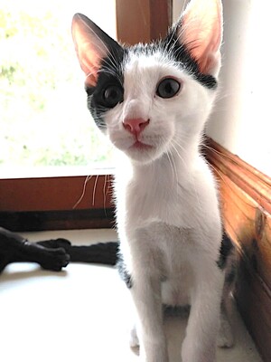 Adopter Boubou