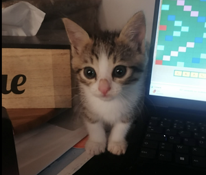 Adopter Kelly