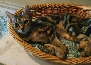 Adopter Romy