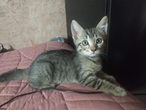 Adopter Barnabé