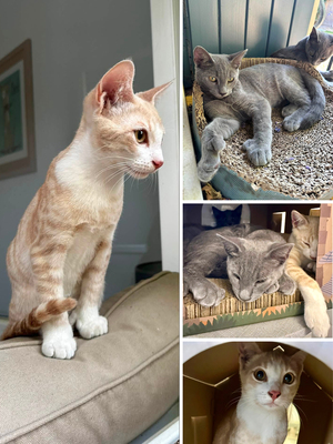 Adopter GRIZZLI & NOUGAT
