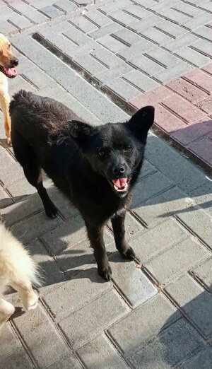 Adopter Brandie