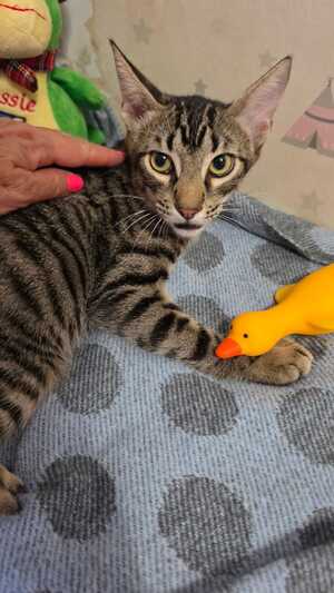 Adopter Pipo