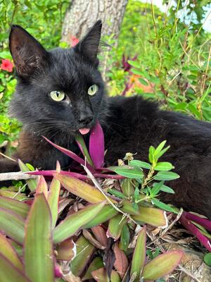 Adopter Lissandre