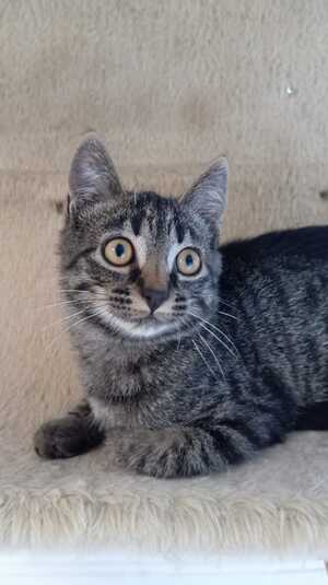 Adopter Malo