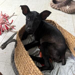 Adopter Marshall