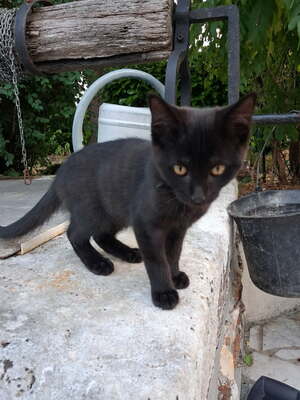 Adopter SPOT