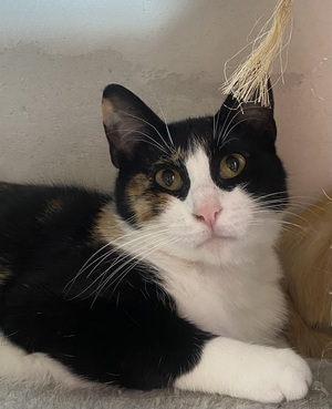 Adopter Pitchoune