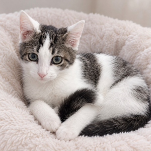 Adopter Nox