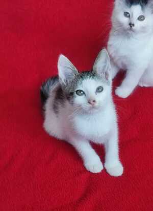 Adopter BRISBANE