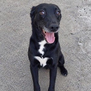 Adopter Pipa