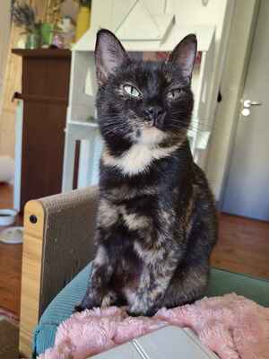 Adopter Sahara