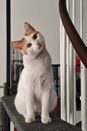 Adopter Arpège