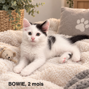 Adopter Bowie