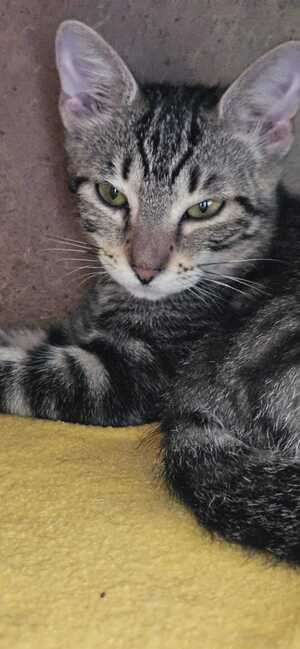 Adopter Kimi