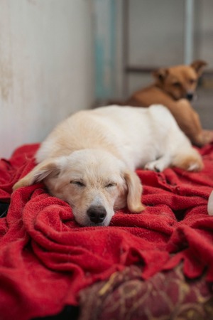 Adopter Marlo
