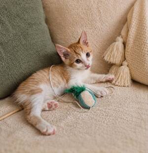 Adopter Joe