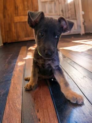 Adopter Jova