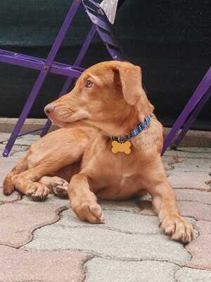 Adopter Blue