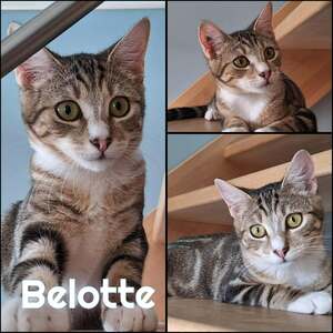 Adopter BELOTTE