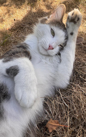Adopter CACAHUETTE