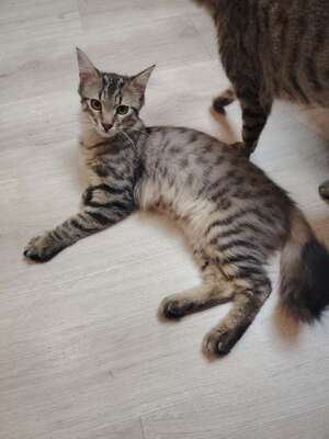 Adopter PIMOUSSE