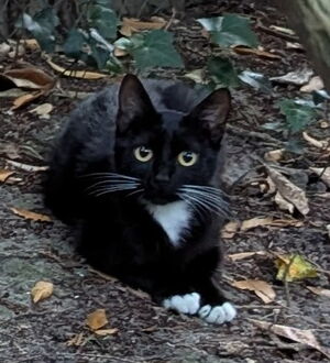 Adopter Olive