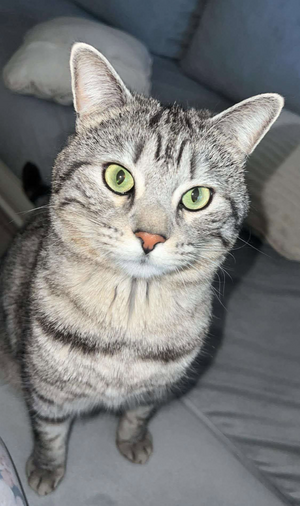 Adopter Ragnar