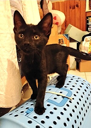 Adopter Brindille