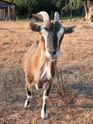 Adopter Barbichette