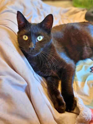 Adopter Warm