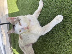 Adopter Marco