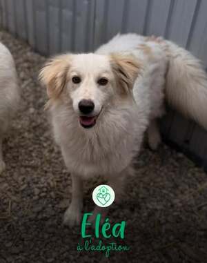 Adopter Eléa