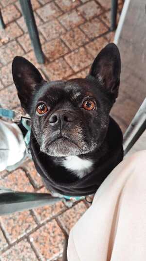 Adopter HAKU