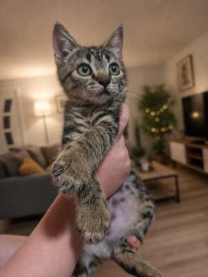 Adopter Lee