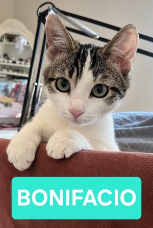 Adopter Bonifacio 
