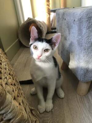 Adopter Hubble
